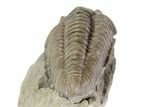 , D Flexicalymene Trilobite - Ohio #68588-4